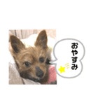 ショコラのスタンプ2⭐︎（個別スタンプ：6）