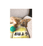 ショコラのスタンプ2⭐︎（個別スタンプ：7）