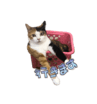 ぶちゃとなな（個別スタンプ：5）