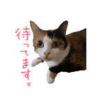 ぶちゃとなな（個別スタンプ：6）