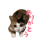 ぶちゃとなな（個別スタンプ：11）