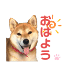 柴犬あんず ver.10（個別スタンプ：1）