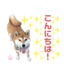 柴犬あんず ver.10（個別スタンプ：2）