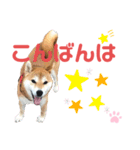 柴犬あんず ver.10（個別スタンプ：3）