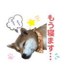 柴犬あんず ver.10（個別スタンプ：4）