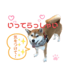 柴犬あんず ver.10（個別スタンプ：6）