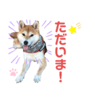 柴犬あんず ver.10（個別スタンプ：7）