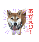 柴犬あんず ver.10（個別スタンプ：8）