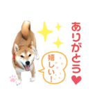 柴犬あんず ver.10（個別スタンプ：9）