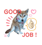 柴犬あんず ver.10（個別スタンプ：10）