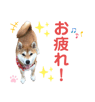 柴犬あんず ver.10（個別スタンプ：11）