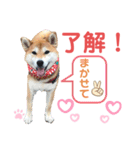 柴犬あんず ver.10（個別スタンプ：12）