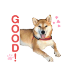 柴犬あんず ver.10（個別スタンプ：13）