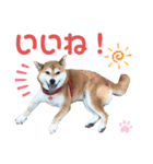 柴犬あんず ver.10（個別スタンプ：14）