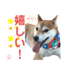 柴犬あんず ver.10（個別スタンプ：15）