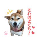 柴犬あんず ver.10（個別スタンプ：16）