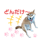 柴犬あんず ver.10（個別スタンプ：17）