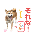 柴犬あんず ver.10（個別スタンプ：18）