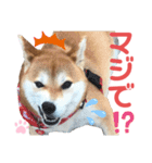 柴犬あんず ver.10（個別スタンプ：19）