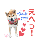 柴犬あんず ver.10（個別スタンプ：20）