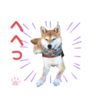 柴犬あんず ver.10（個別スタンプ：21）