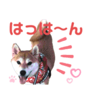 柴犬あんず ver.10（個別スタンプ：22）