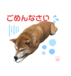 柴犬あんず ver.10（個別スタンプ：23）