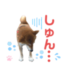 柴犬あんず ver.10（個別スタンプ：24）