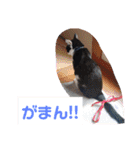 猫の写真2(たらば君)（個別スタンプ：2）