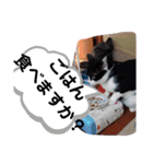猫の写真2(たらば君)（個別スタンプ：3）