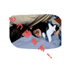 猫の写真2(たらば君)（個別スタンプ：4）