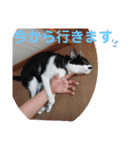 猫の写真2(たらば君)（個別スタンプ：7）
