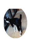 猫の写真2(たらば君)（個別スタンプ：8）