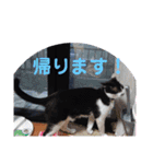 猫の写真2(たらば君)（個別スタンプ：9）