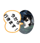 猫の写真2(たらば君)（個別スタンプ：10）