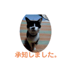 猫の写真2(たらば君)（個別スタンプ：12）