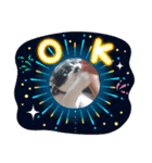 猫の写真2(たらば君)（個別スタンプ：13）