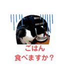 猫の写真2(たらば君)（個別スタンプ：15）
