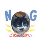 猫の写真2(たらば君)（個別スタンプ：16）