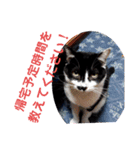 猫の写真2(たらば君)（個別スタンプ：19）
