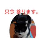 猫の写真2(たらば君)（個別スタンプ：20）