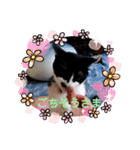 猫の写真2(たらば君)（個別スタンプ：21）