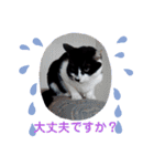 猫の写真2(たらば君)（個別スタンプ：22）