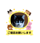 猫の写真2(たらば君)（個別スタンプ：23）