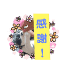 猫の写真2(たらば君)（個別スタンプ：24）