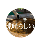 茶道スタンプ2（個別スタンプ：11）