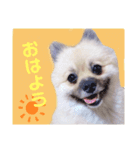 テトくんはポメラニアン（個別スタンプ：1）