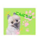 テトくんはポメラニアン（個別スタンプ：2）