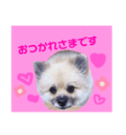 テトくんはポメラニアン（個別スタンプ：3）