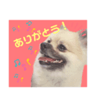 テトくんはポメラニアン（個別スタンプ：6）